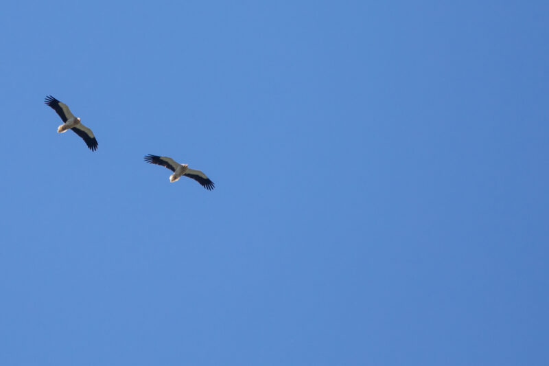 Vautour percnoptère dans la Drôme